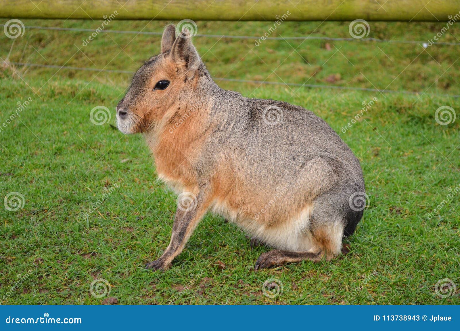 Conejo Salvaje Del Animal Doméstico De La Vida Del Parque Zoológico Animal Del Gnawer Del Roedor De Mara Imagen de archivo - Imagen de gnawer, machacar: 113738943 Conejo Salvaje Del Animal Doméstico De La Vida Del Parque Zoológico Animal Del Gnawer Del Roedor De Mara Imagen de archivo - Imagen de gnawer, machacar: 113738943