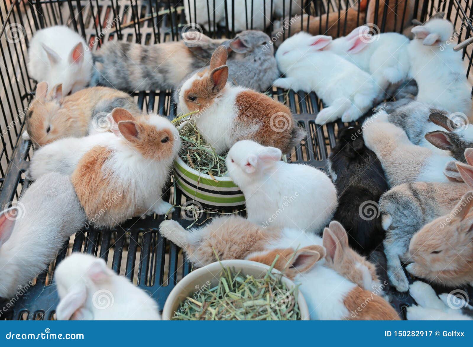 cantidad champán bolso Conejos En Jaula En Venta En El Mercado De Tailandia Imagen de archivo -  Imagen de animales, alimento: 150282917