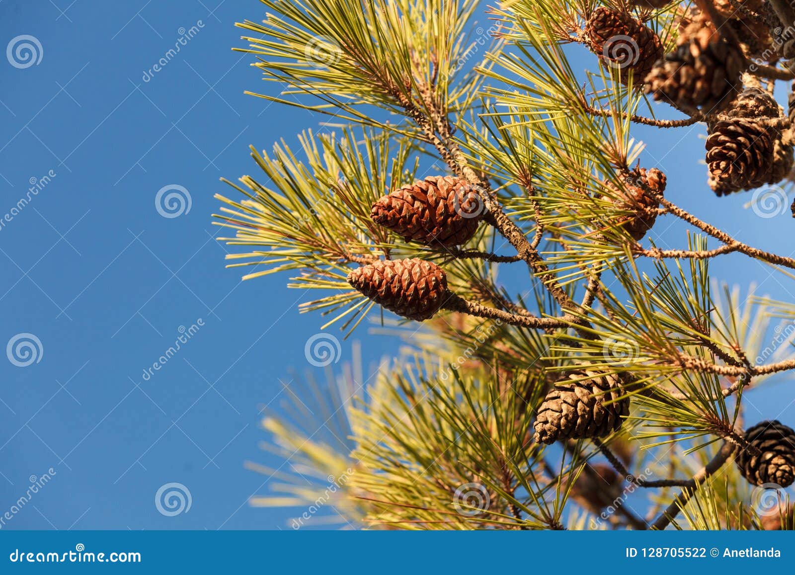 cones on conifer tree