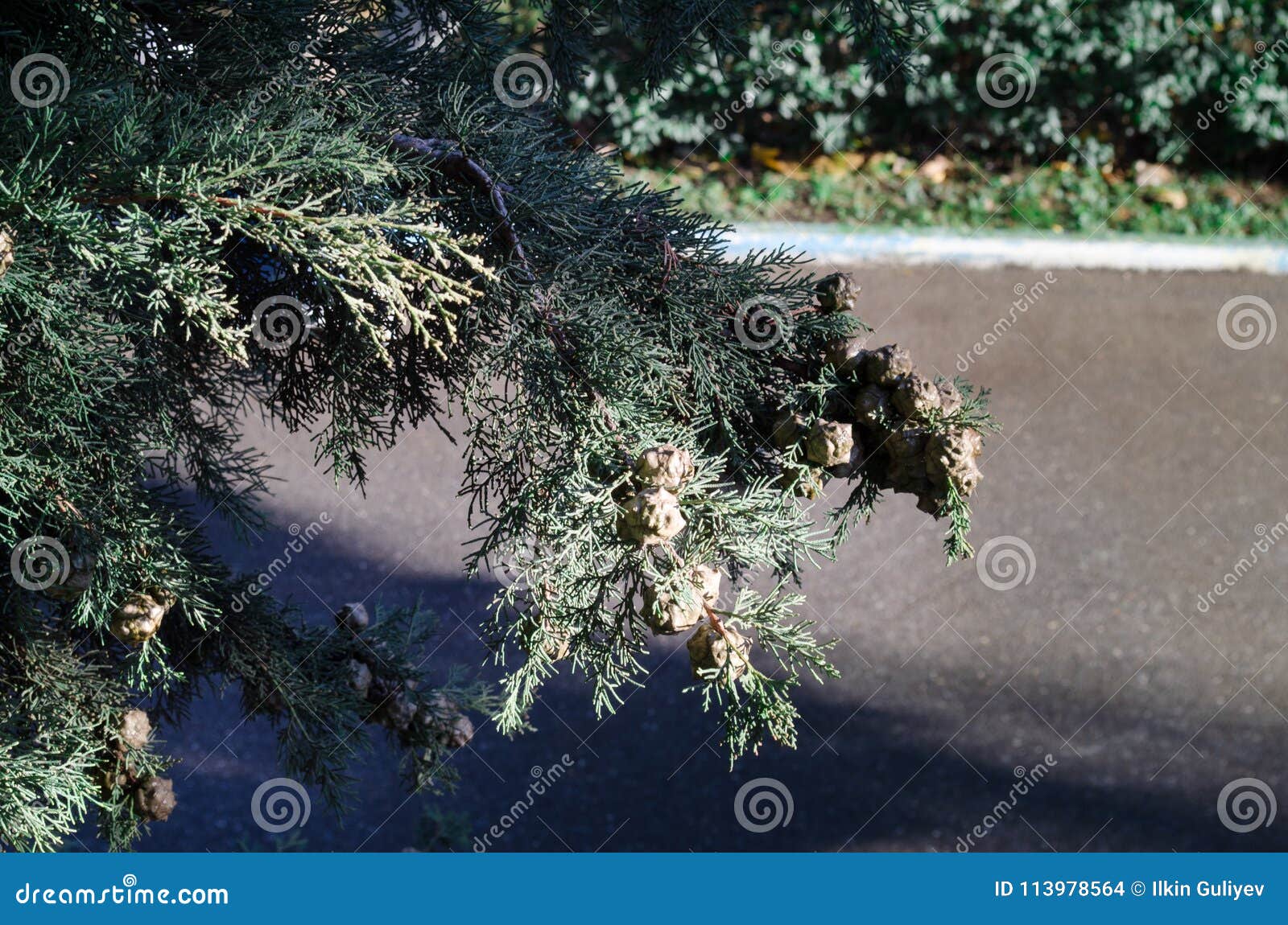 cones on the branches of a cypress tree in nabran azerbaijan. selective focus. winter time
