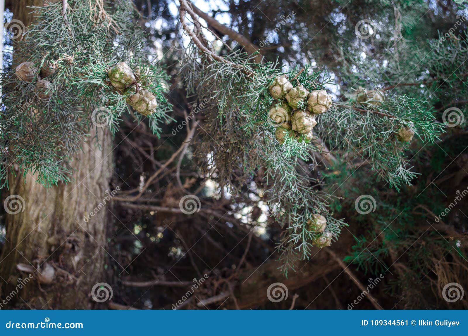 cones on the branches of a cypress tree in nabran azerbaijan. selective focus. winter time