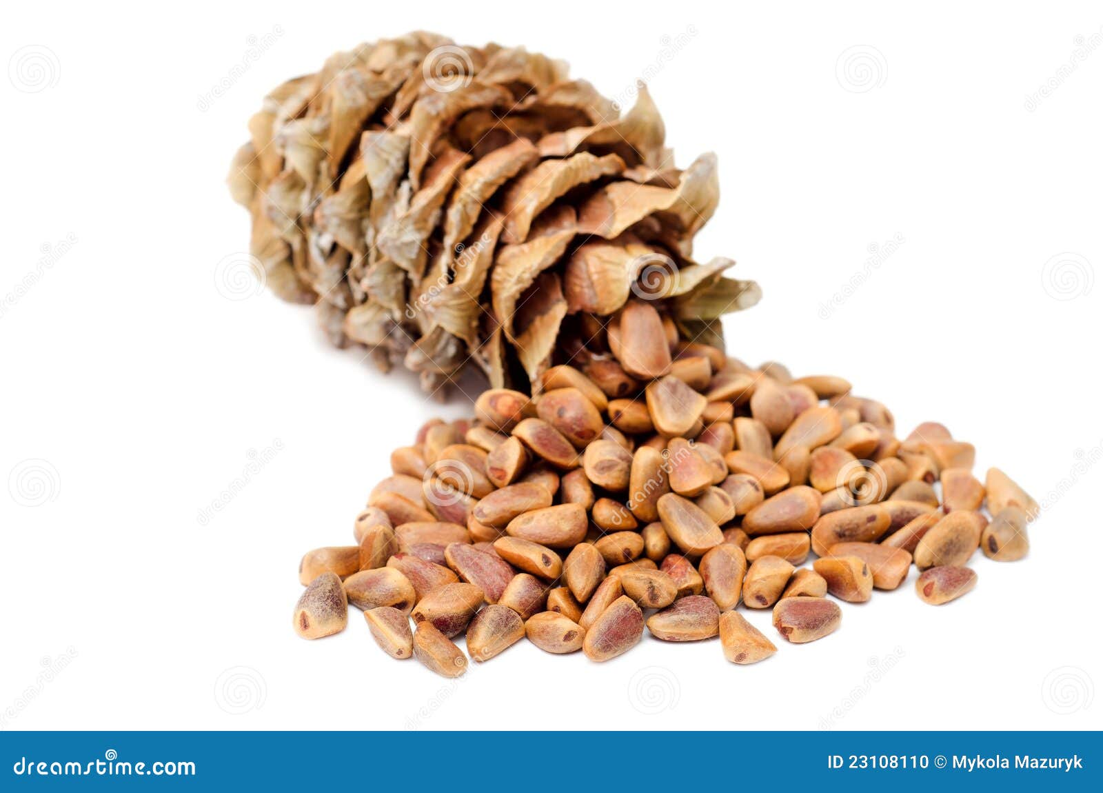 Cones and Nuts of Siberian Cedar Pine (Pinus sibirica)