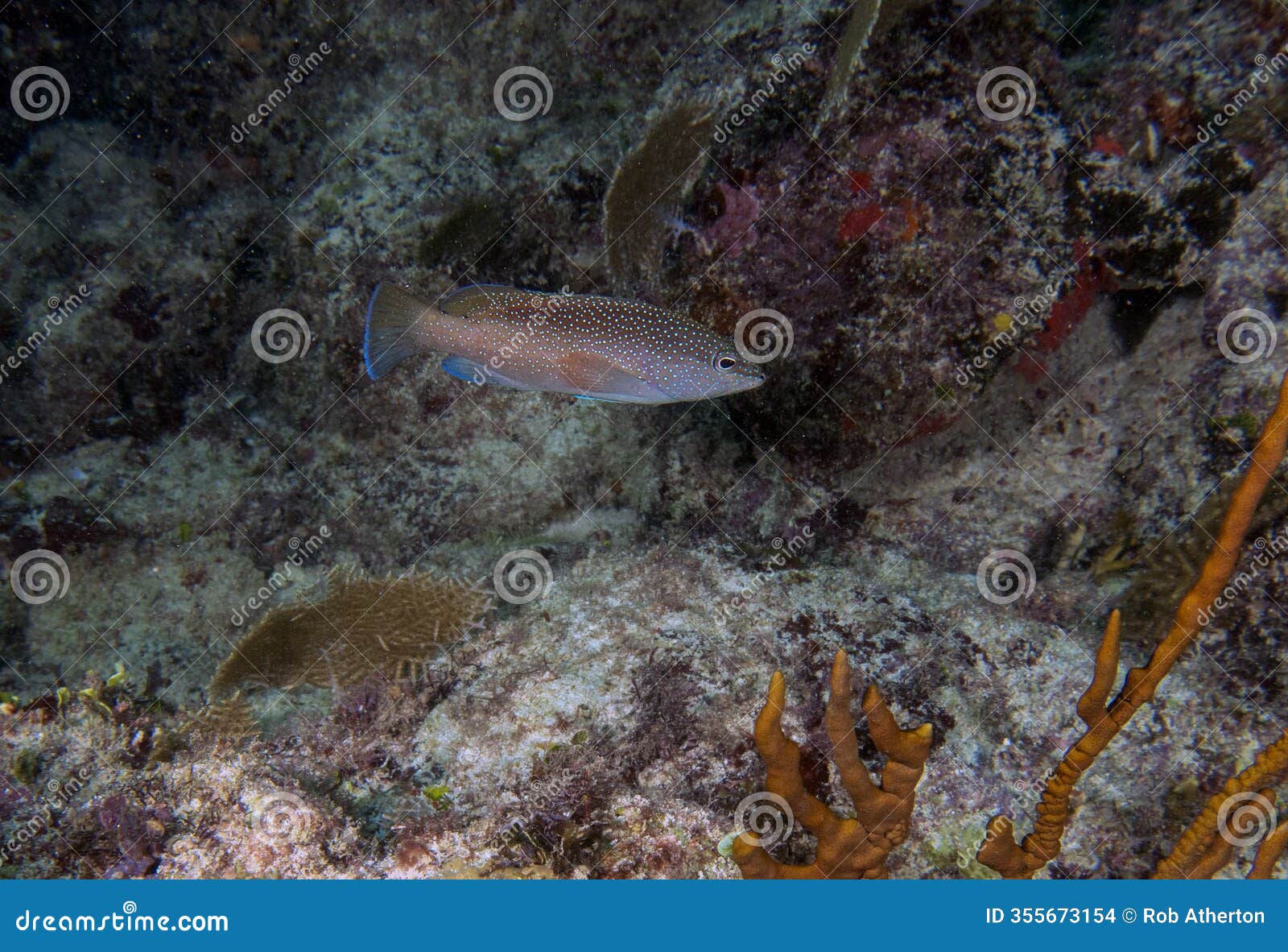 a coney (cephalopholis fulva) in the dominican republic