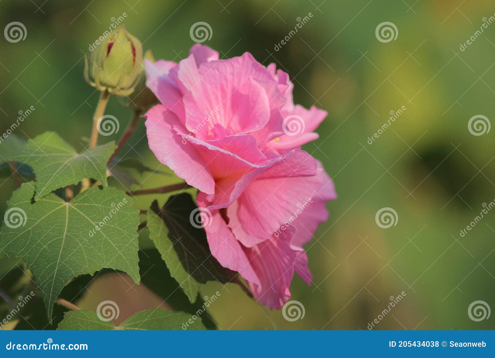 Confederate Rose Flower Hibiscus Mutabilis Autumn Flowers Series Stock Photo Image Of Close Bush Confederate Rose Flower Hibiscus Mutabilis Autumn Flowers Series Stock Photo Image Of Close Bush