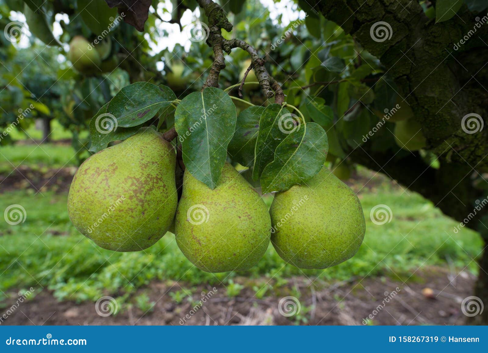 Conference Pears in an Orchard Stock Image Image of green, harvest