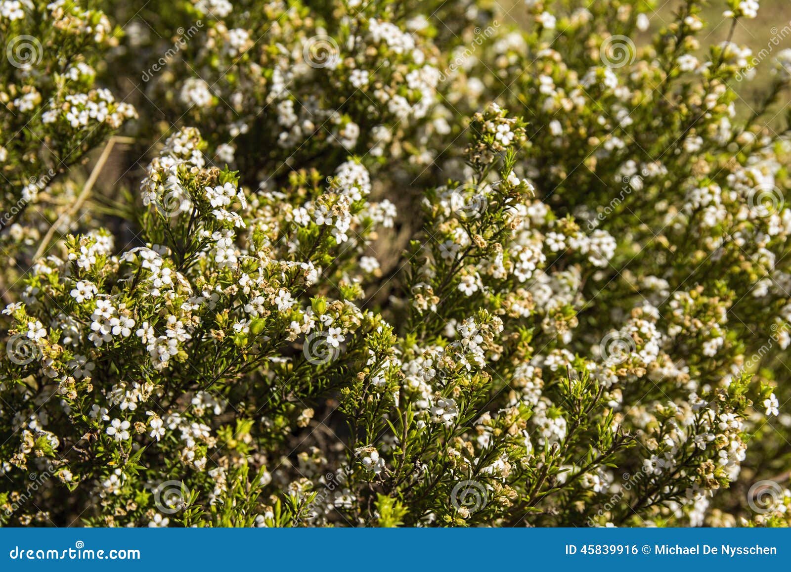 Confetti Bush Coleonema Calycinum Stock Photo Image of plant