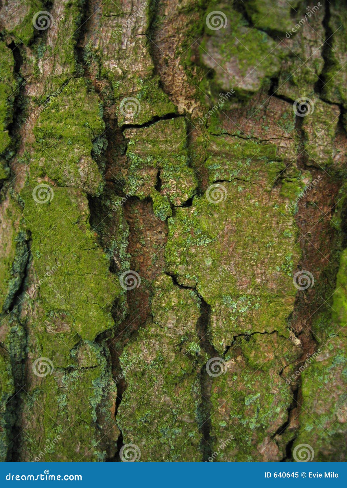 CONFIGURATIONS DANS L'ÉCORCE D'ARBRE. Fermez-vous vers le haut du détail d'un joncteur réseau d'arbre affichant les couleurs et les textures de l'écorce d'arbre