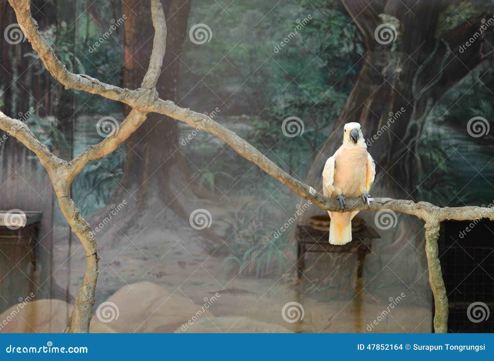 The Bird Has Feeling Alone. Stock Photo Image of bird, cage 47852164