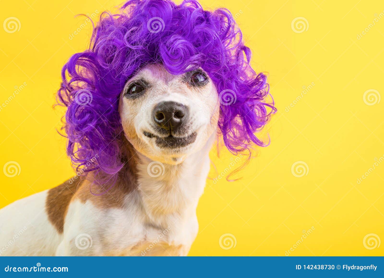 confused dog face. weird funny smile. curly lilac wig yellow background
