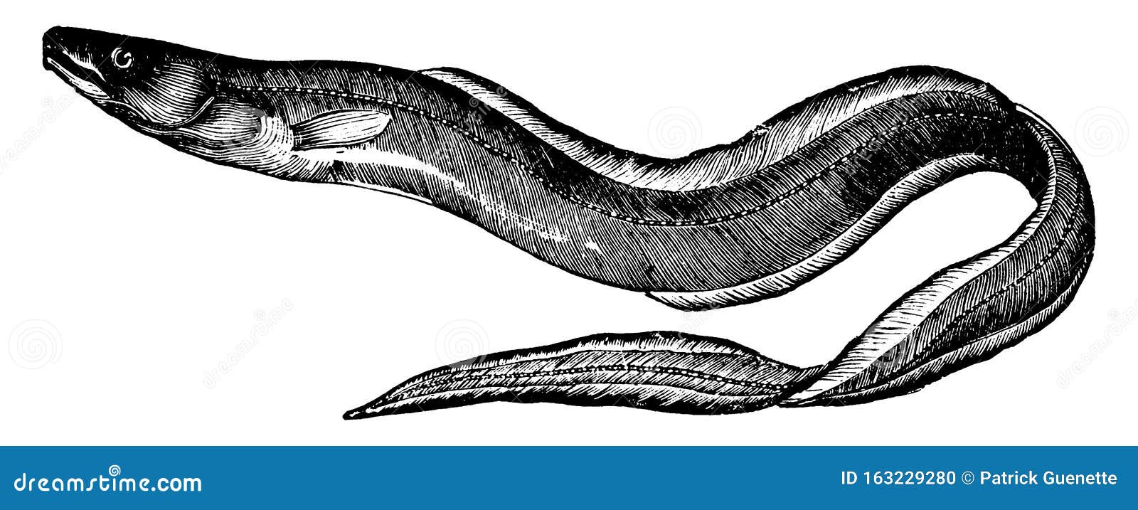 conger eel, vintage 
