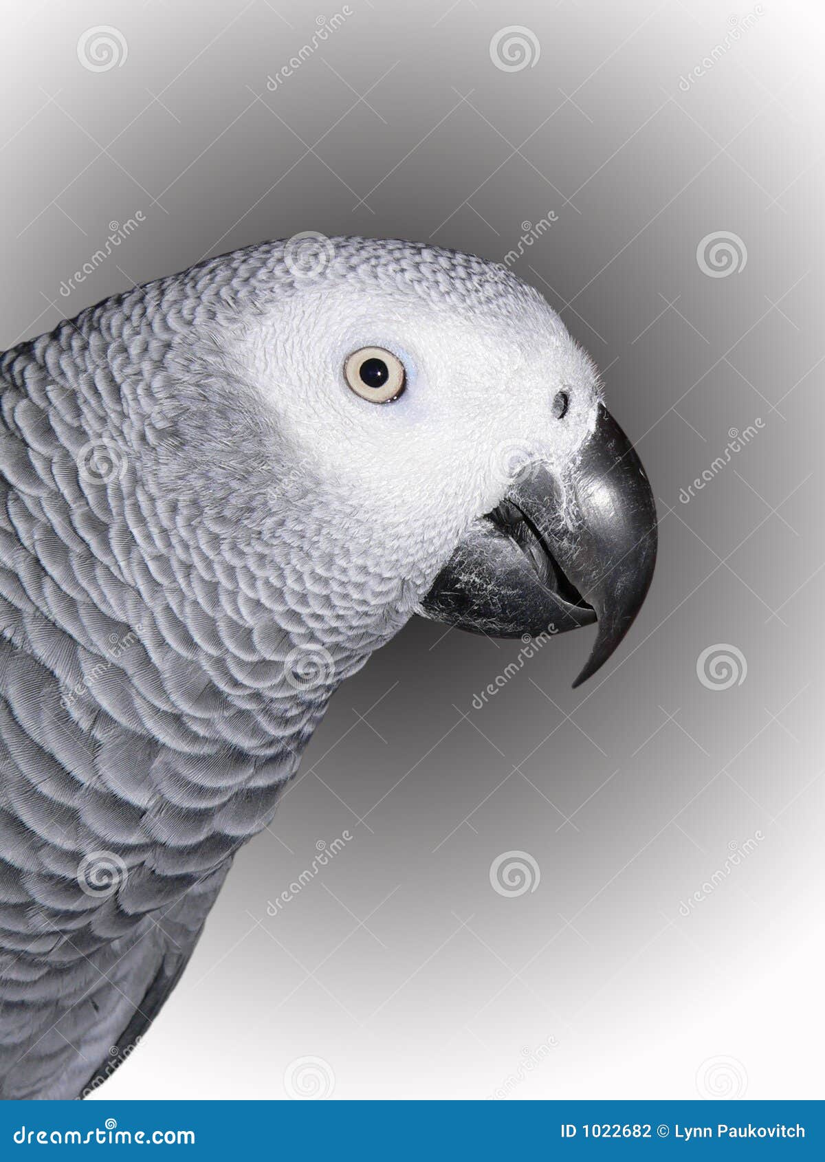 Congo African Grey stock photo. Image of birds, pets, congo 1022682