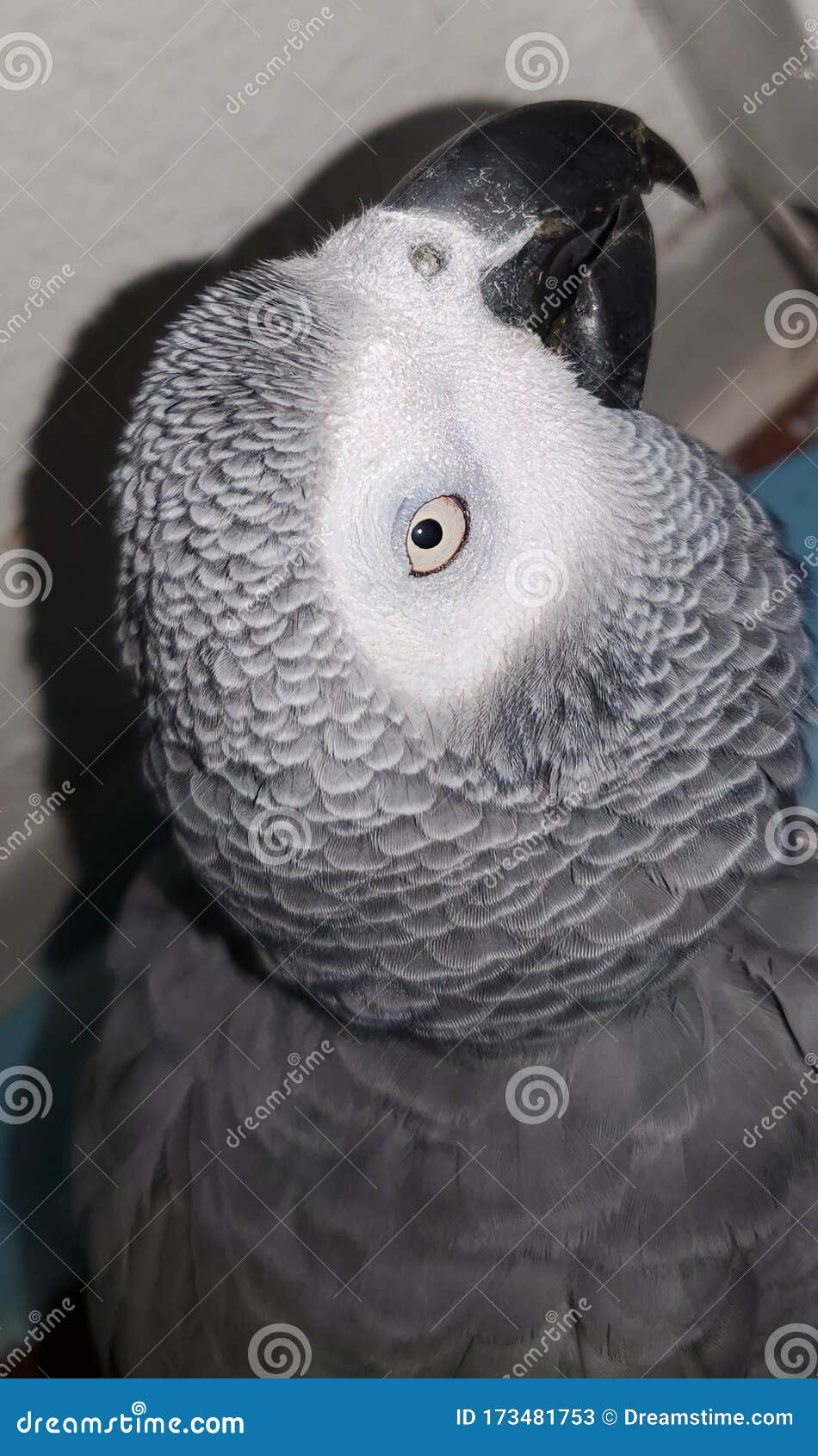 Congo African grey stock image. Image of african, eyes 173481753