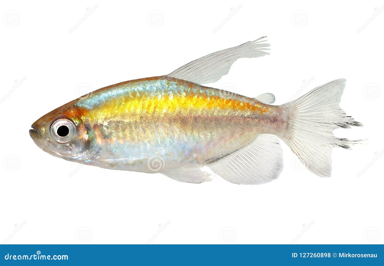 congo tetra aquarium fish phenacogrammus interruptus