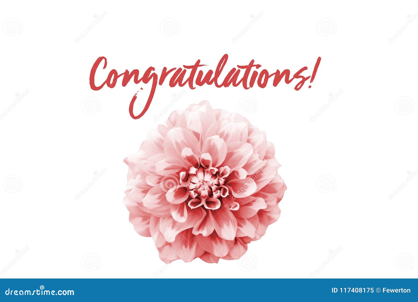 Congratulations Pink Text Message and Pink and White Dahlia Flower ...