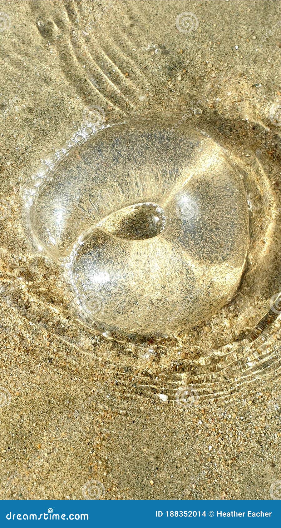 Conical Snail Egg Sac stock photo. Image of rock, pattern 188352014