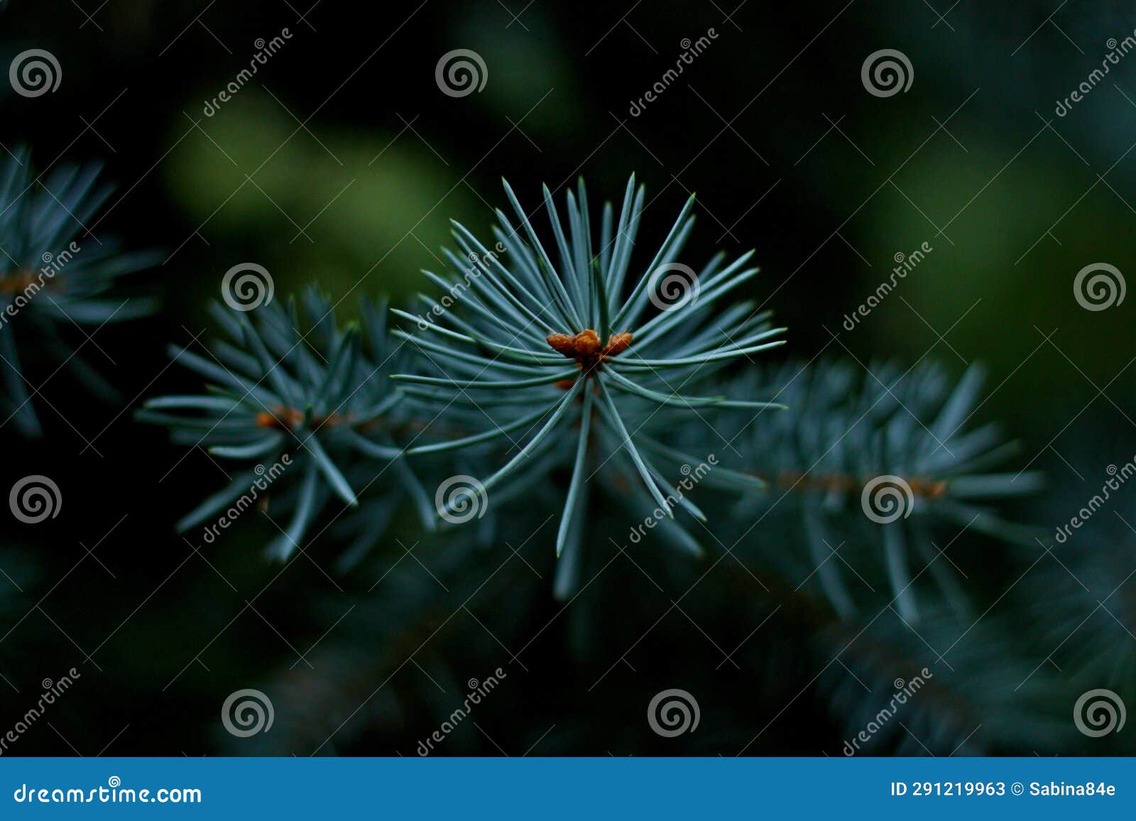Conifer Branch, Blue Needles Stock Image Image of closeup, sharp