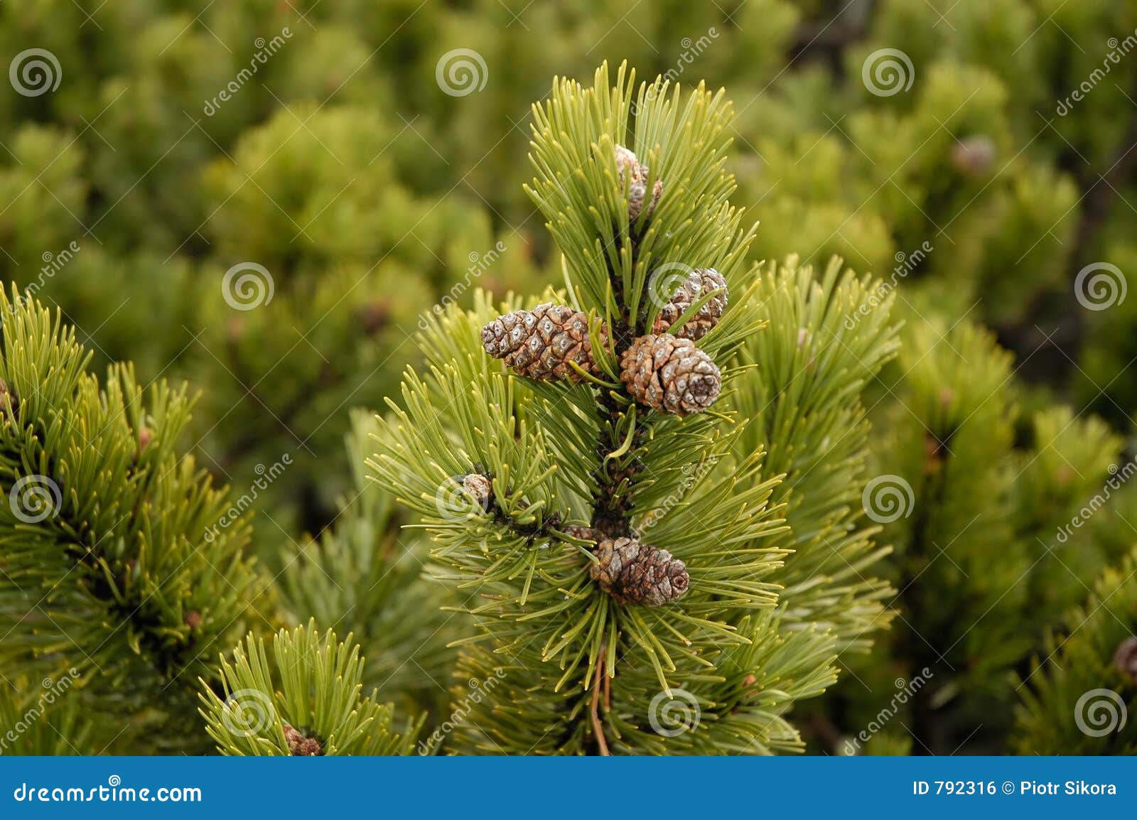 conifer branch witch cones