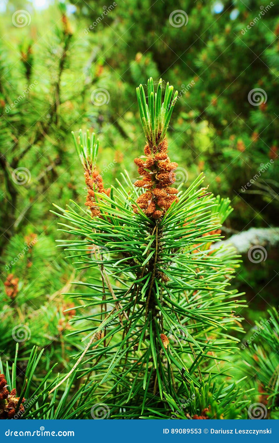 Conifer Cones Scots Or Scotch Pine Pinus Sylvestris Tree