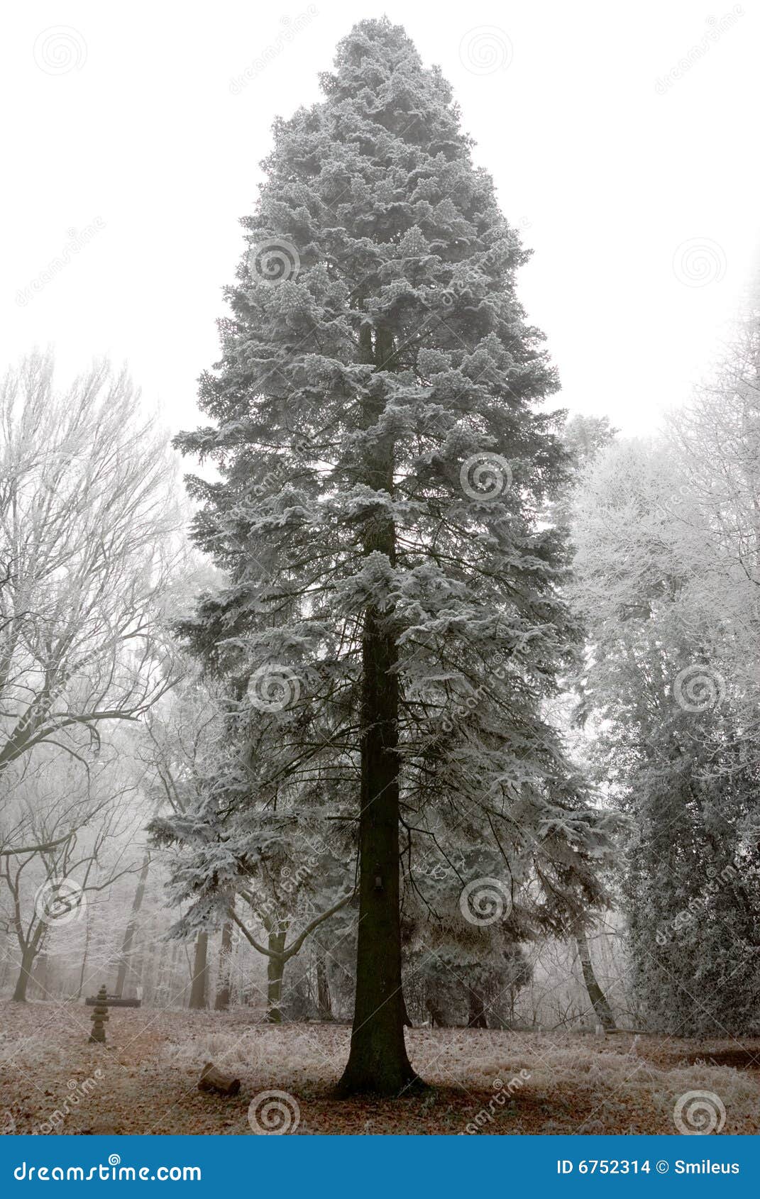 conifer covered in hoarfrost