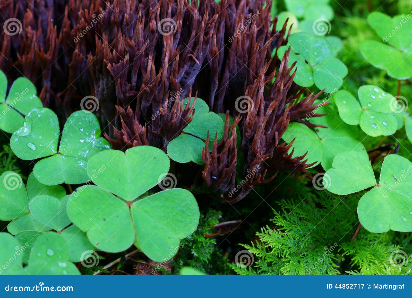 Conifer Forest Floor Plants In Detail Of Clover And Fungus Stock