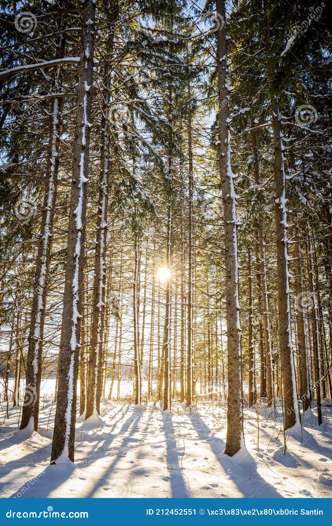 conifer forest in winter, quebec, canada