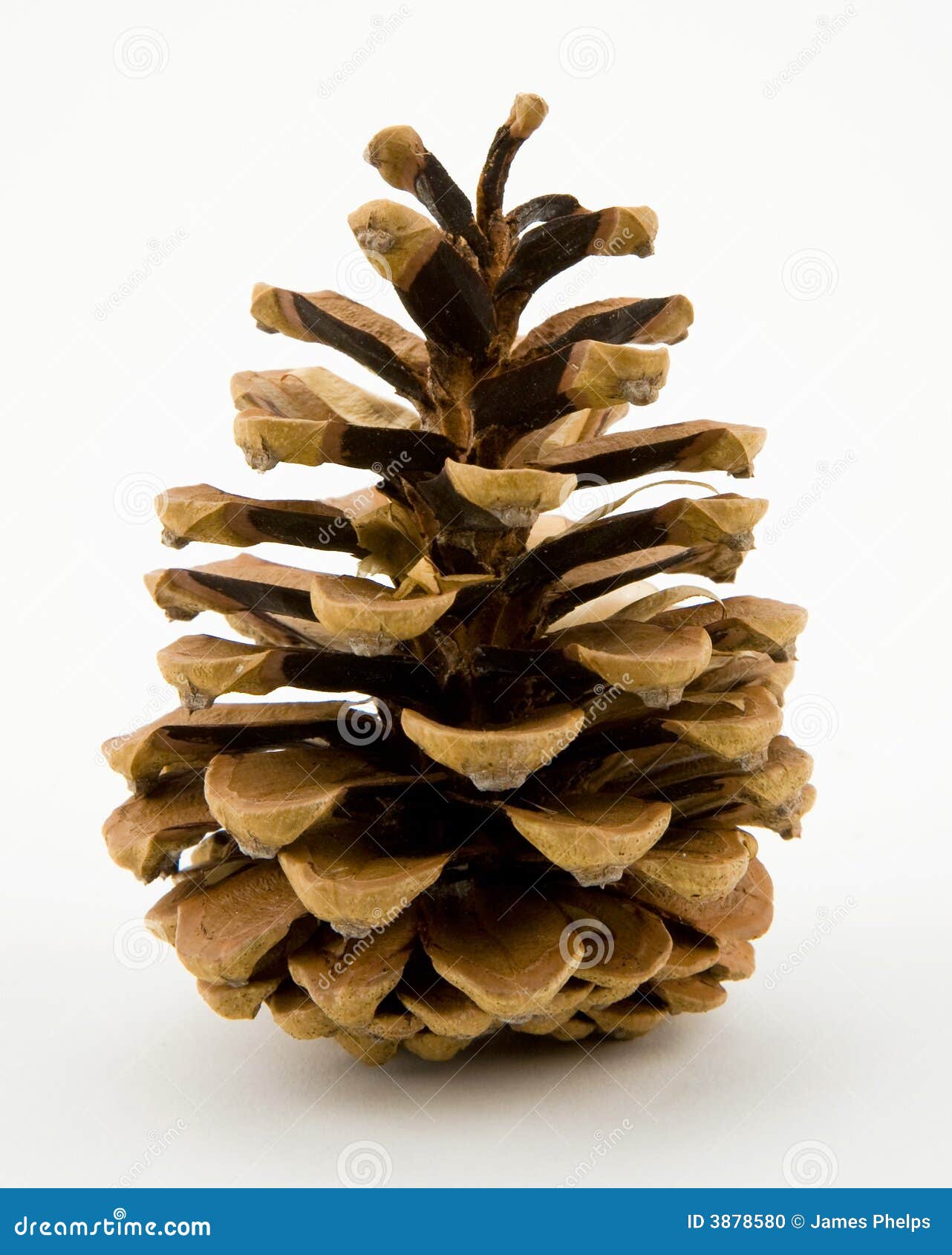 conifer pine cone