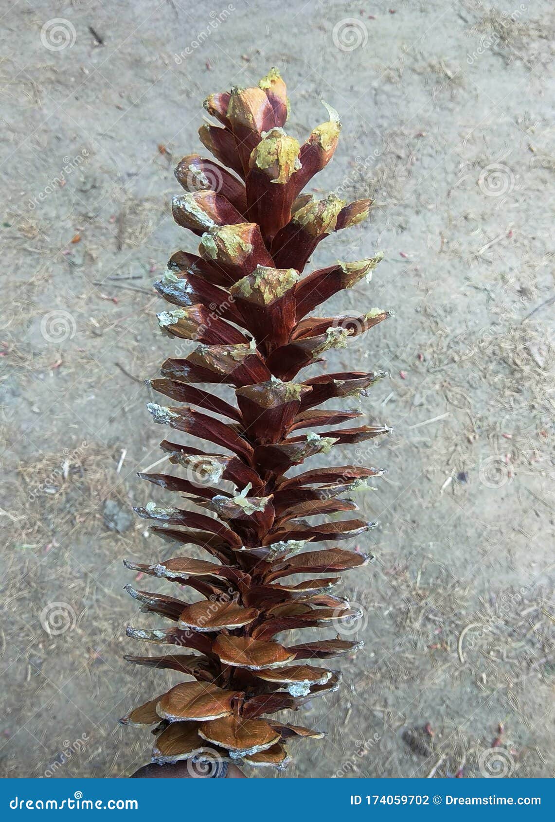LONG PINE CONE in Reddish Brown Stock Photo Image of happy, cozy