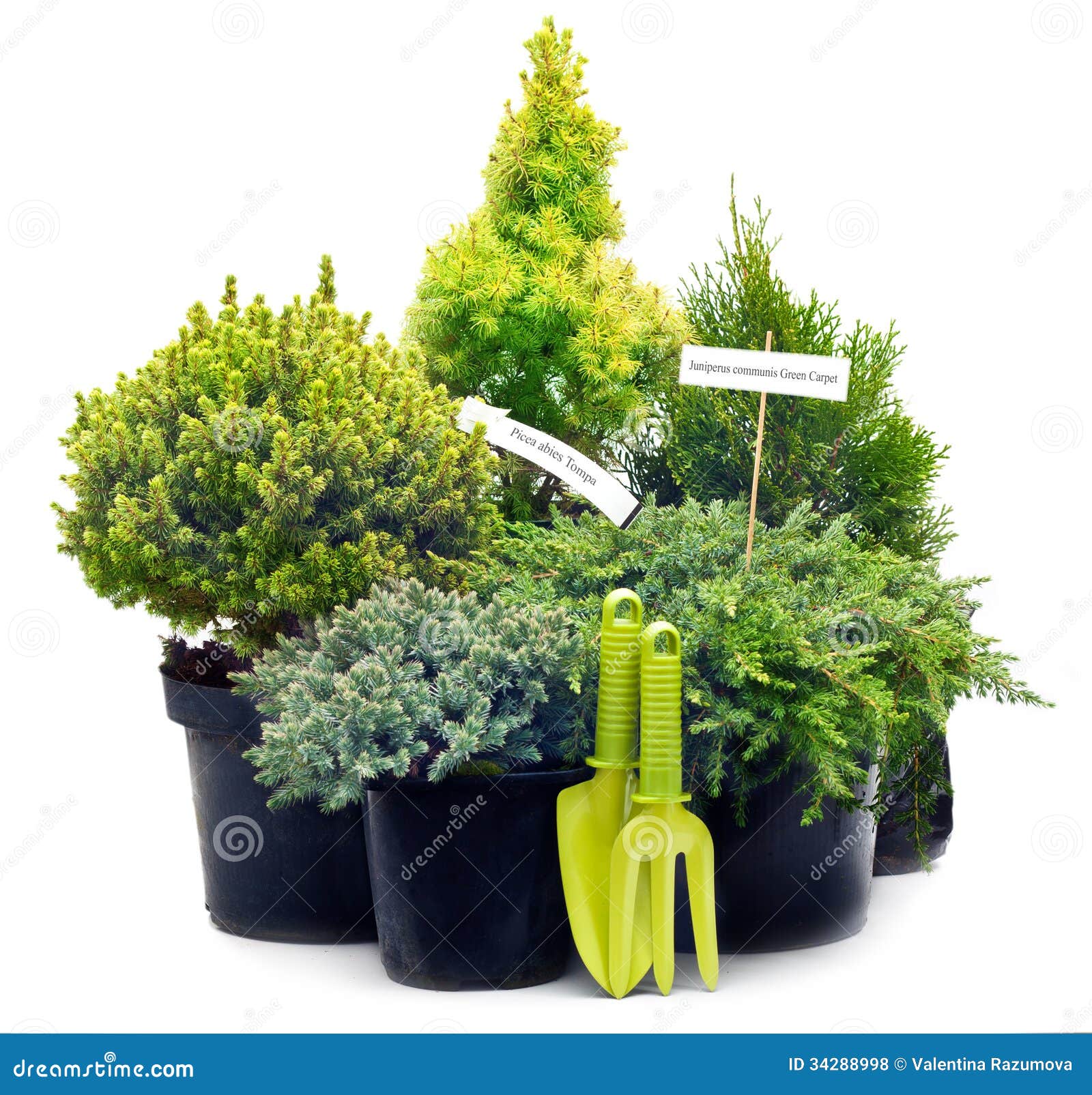 conifer sapling trees in pots