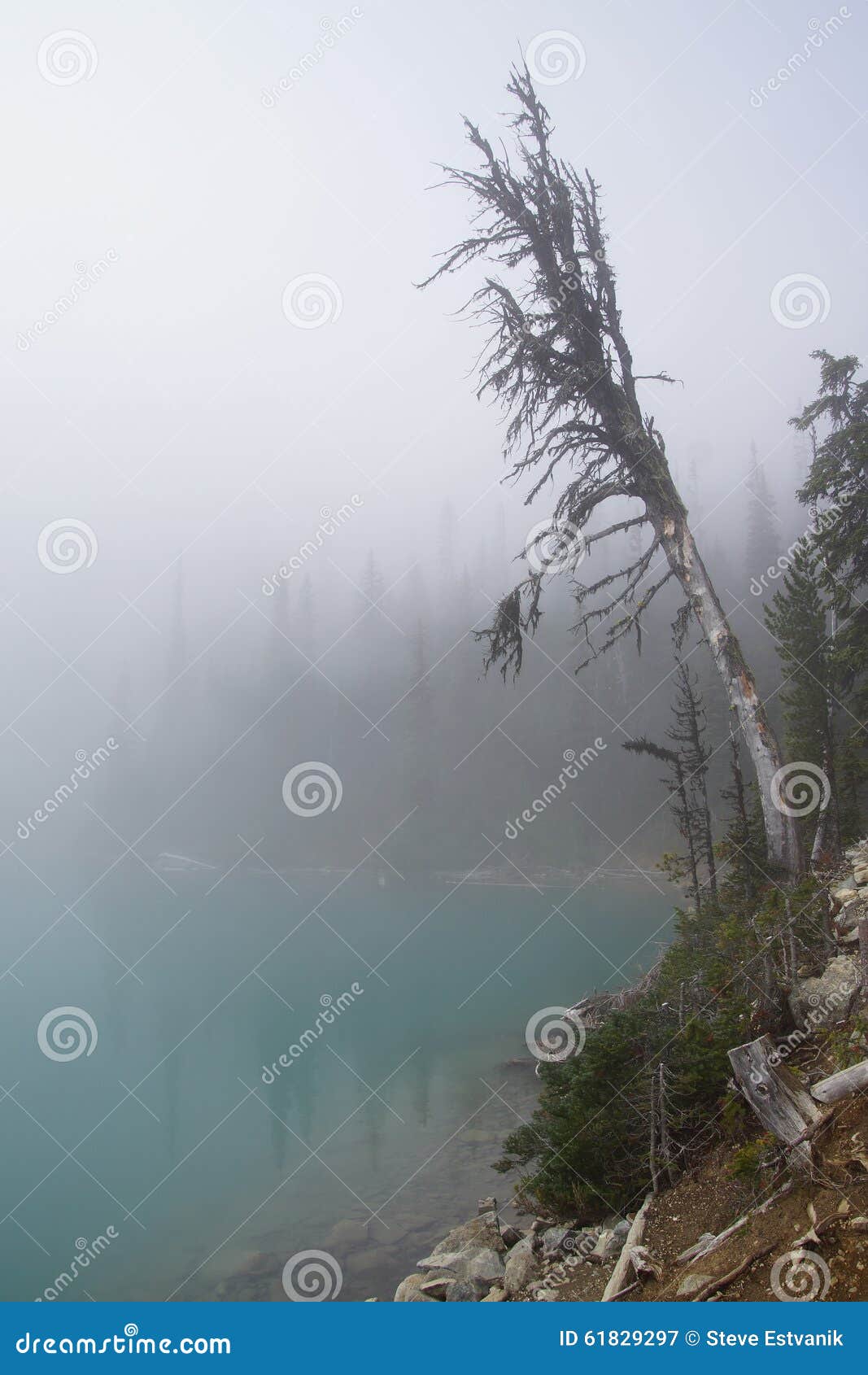 122 Snag Canada Stock Photos - Free & Royalty-Free Stock Photos from  Dreamstime