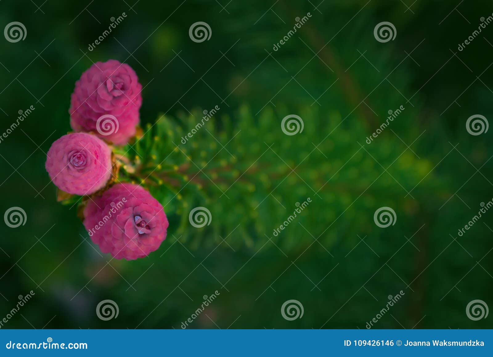 conifer tree branch blooming with pink cones