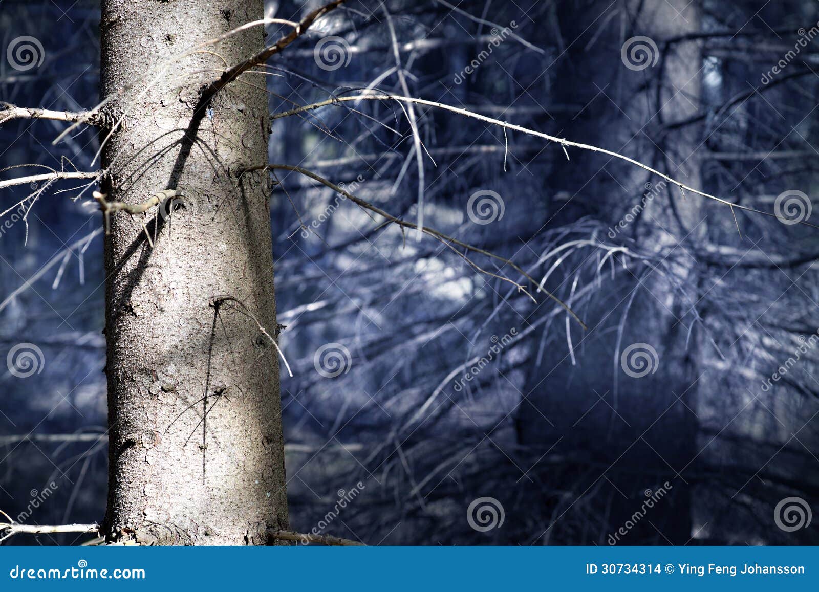 conifer tree trunk in dark forest