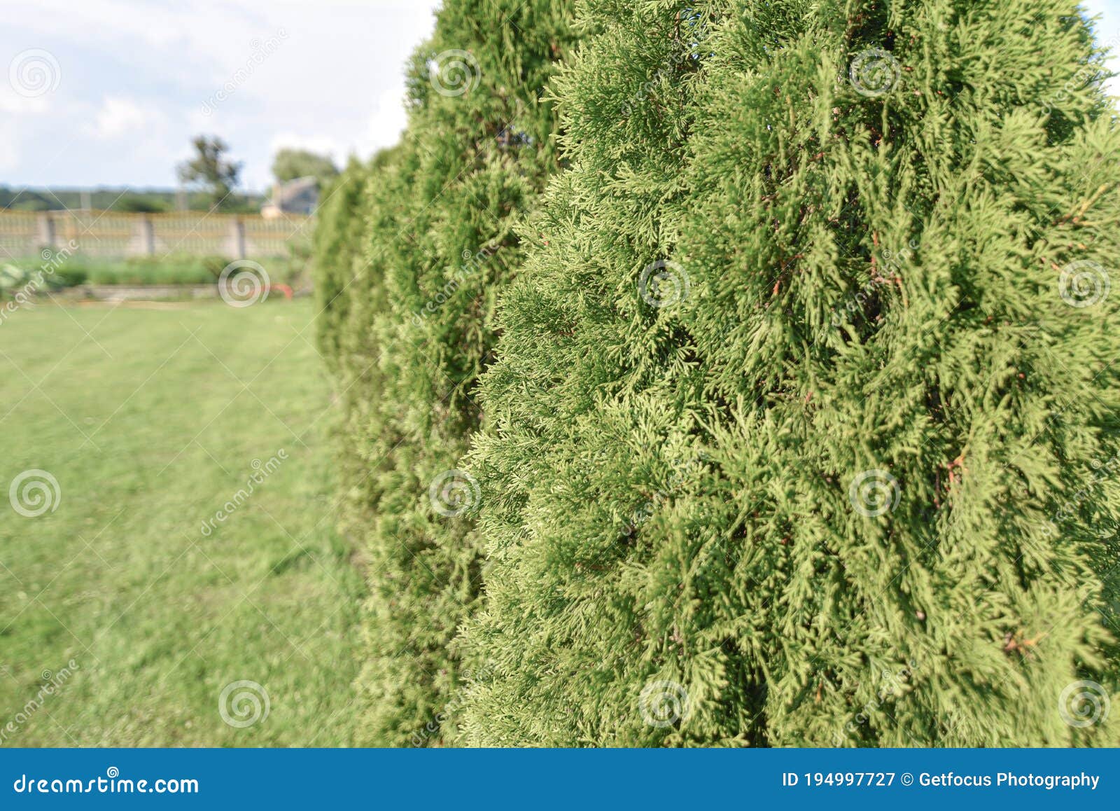 conifer trees, juniperus background