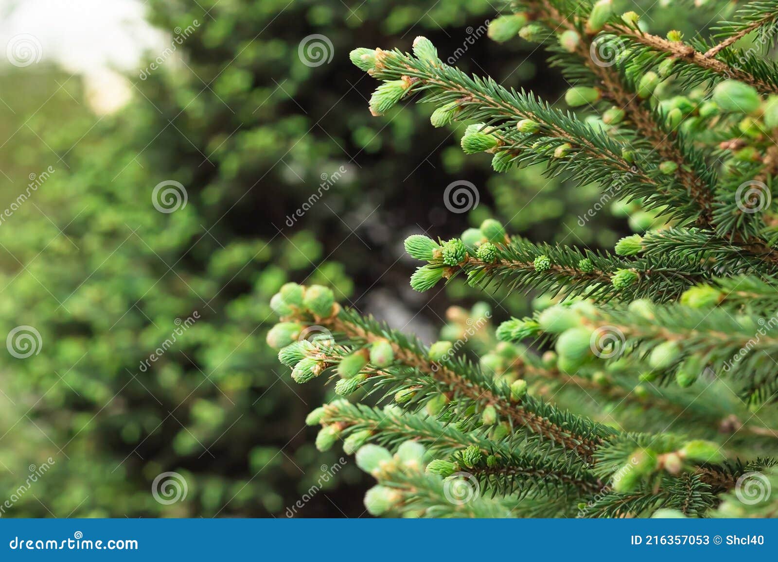 Coniferous Evergreen Branches with Blooming Young Spruce