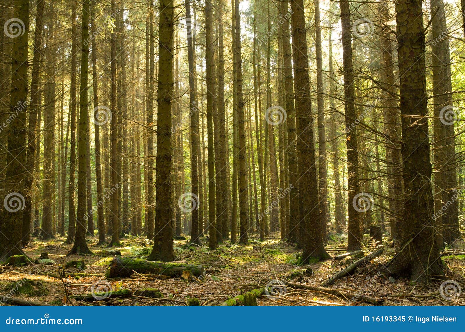 coniferous forest