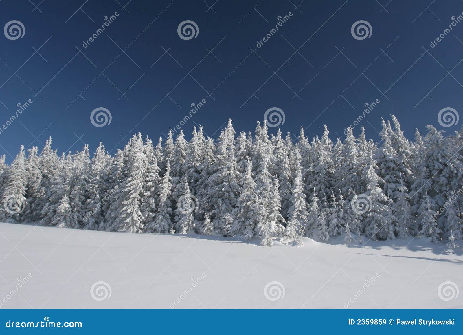 coniferous forest covered snow