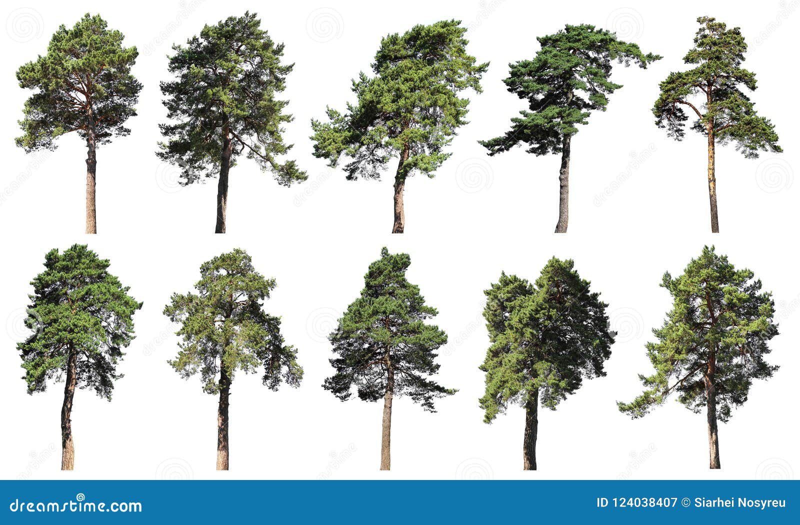 coniferous forest. pine, spruce, fir. set of  trees on w
