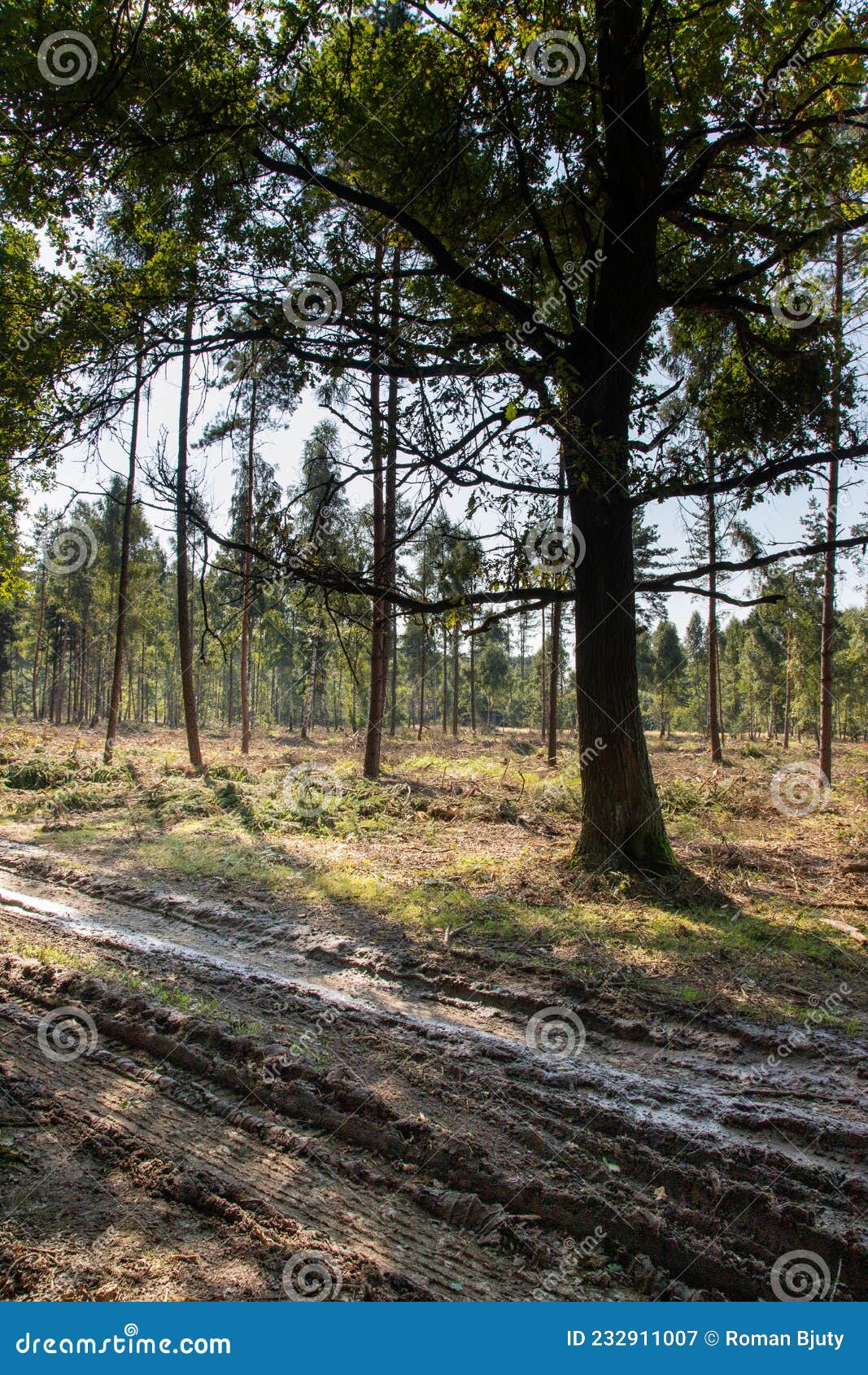 coniferous forest in which dry trees are infested with bark beetles. the sky is blue. the road is muddy
