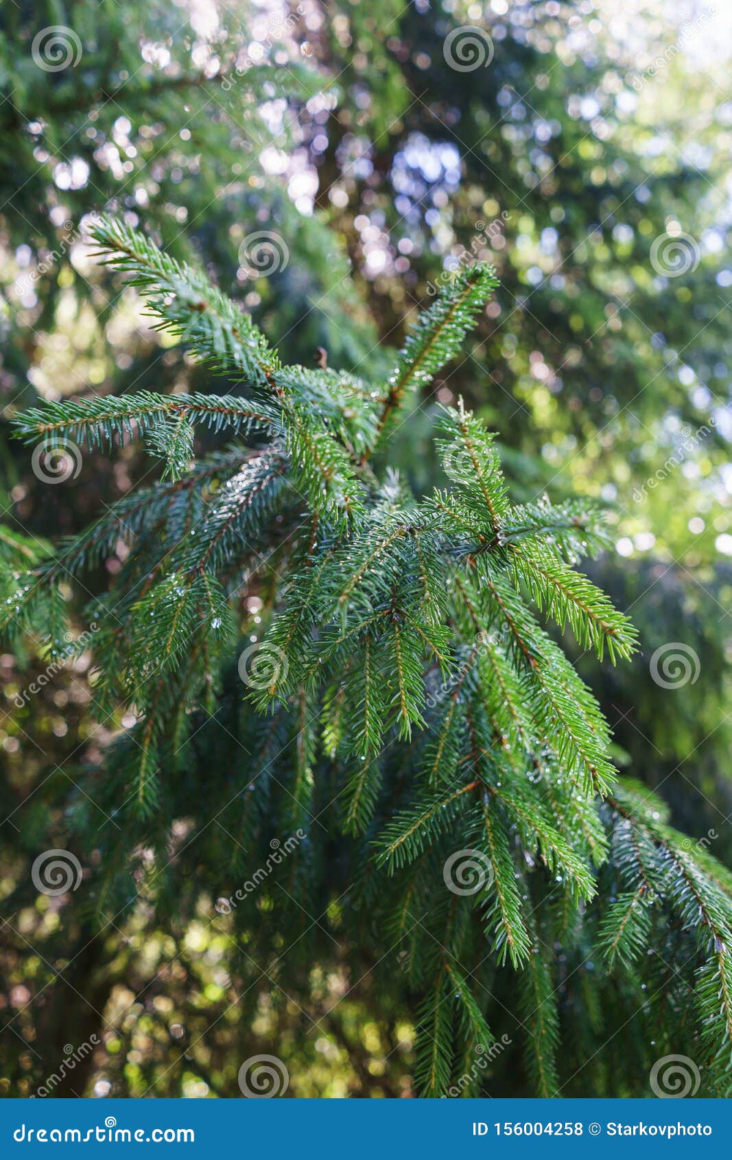 Coniferous Tree Branches Close-up. Stock Photo - Image of grass, forest ...
