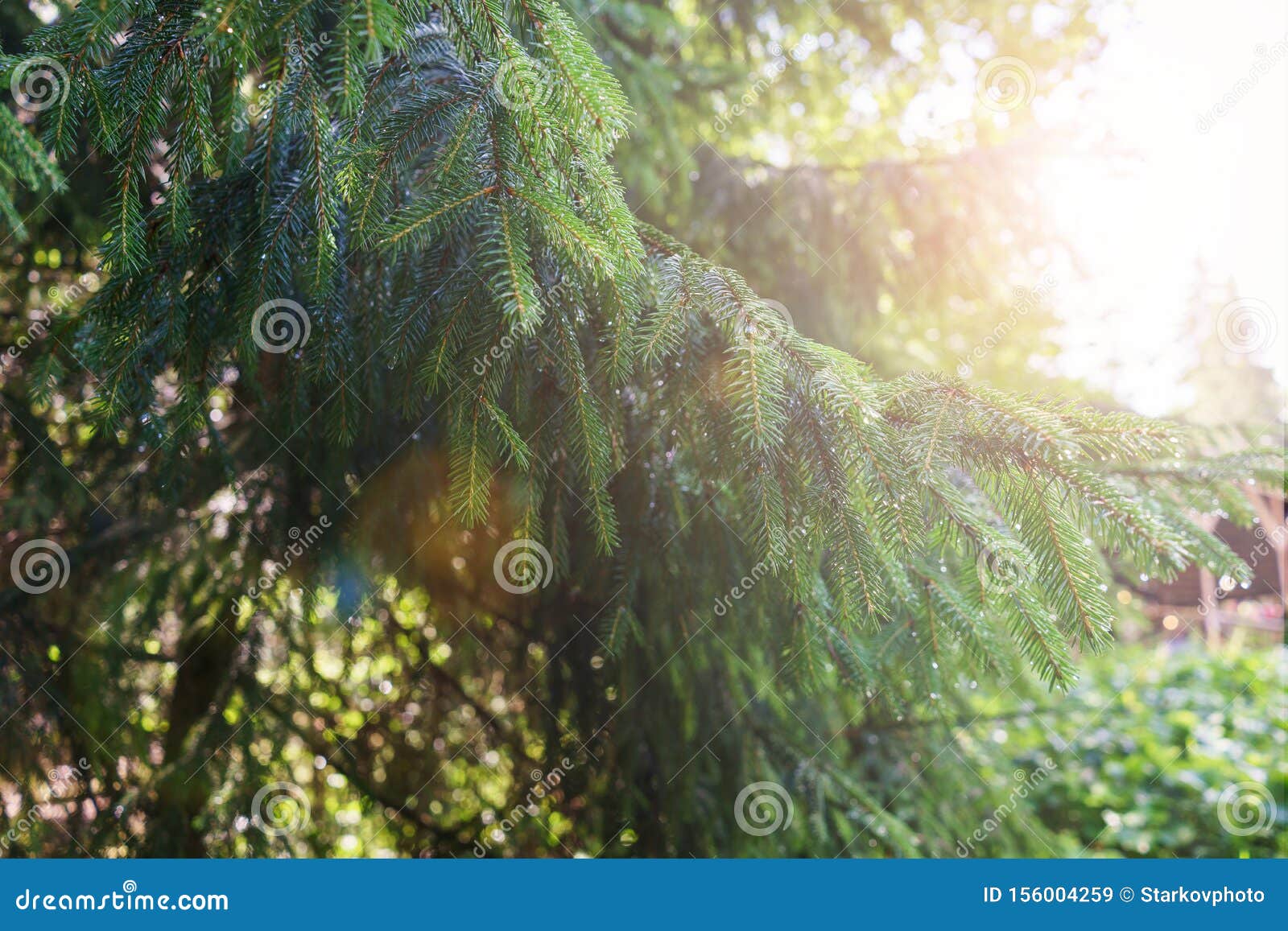Coniferous Tree Branches Close Up Stock Image Image Of Countryside