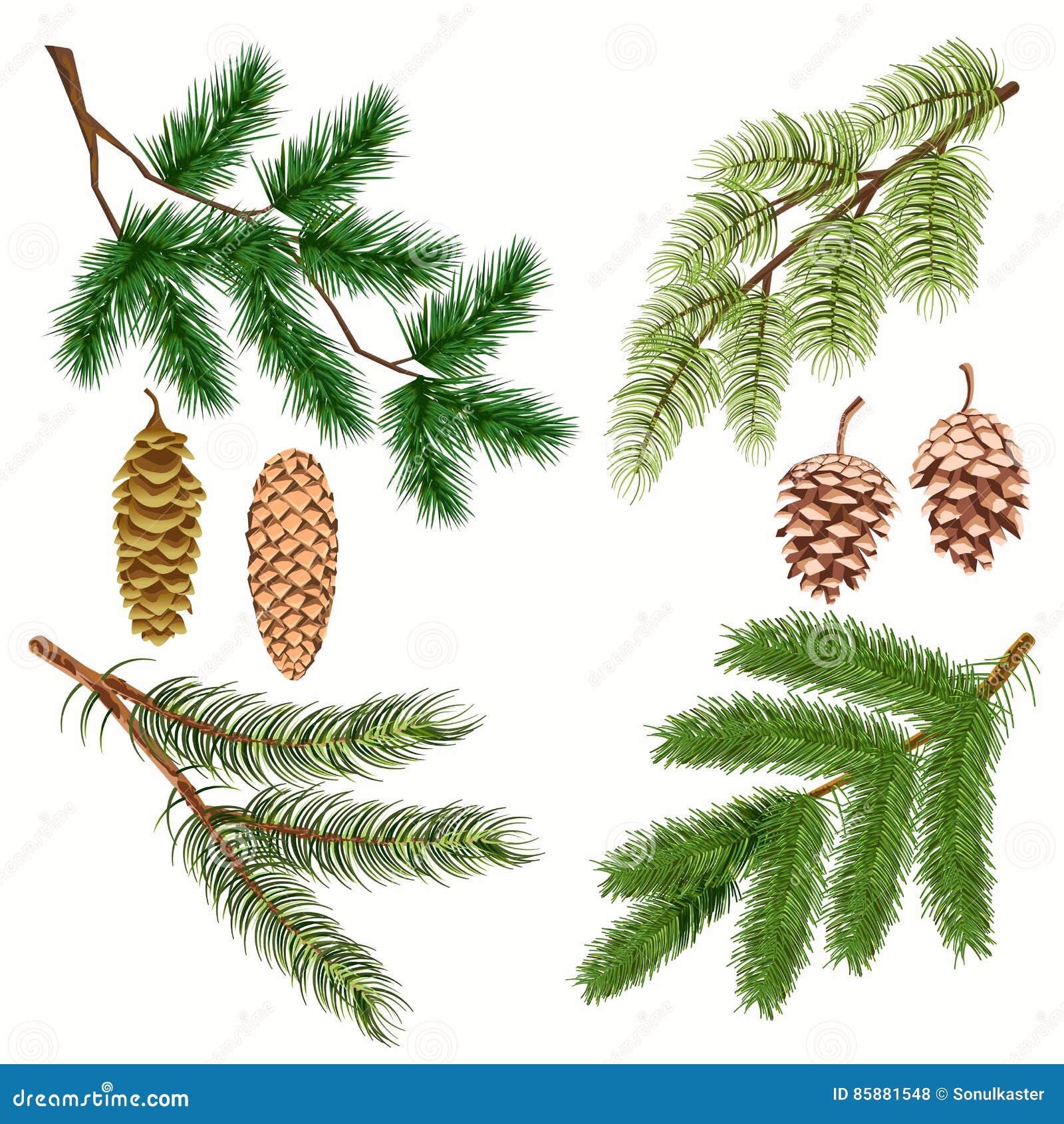 Coniferous Tree Branches With Strobiles On White Stock Vector