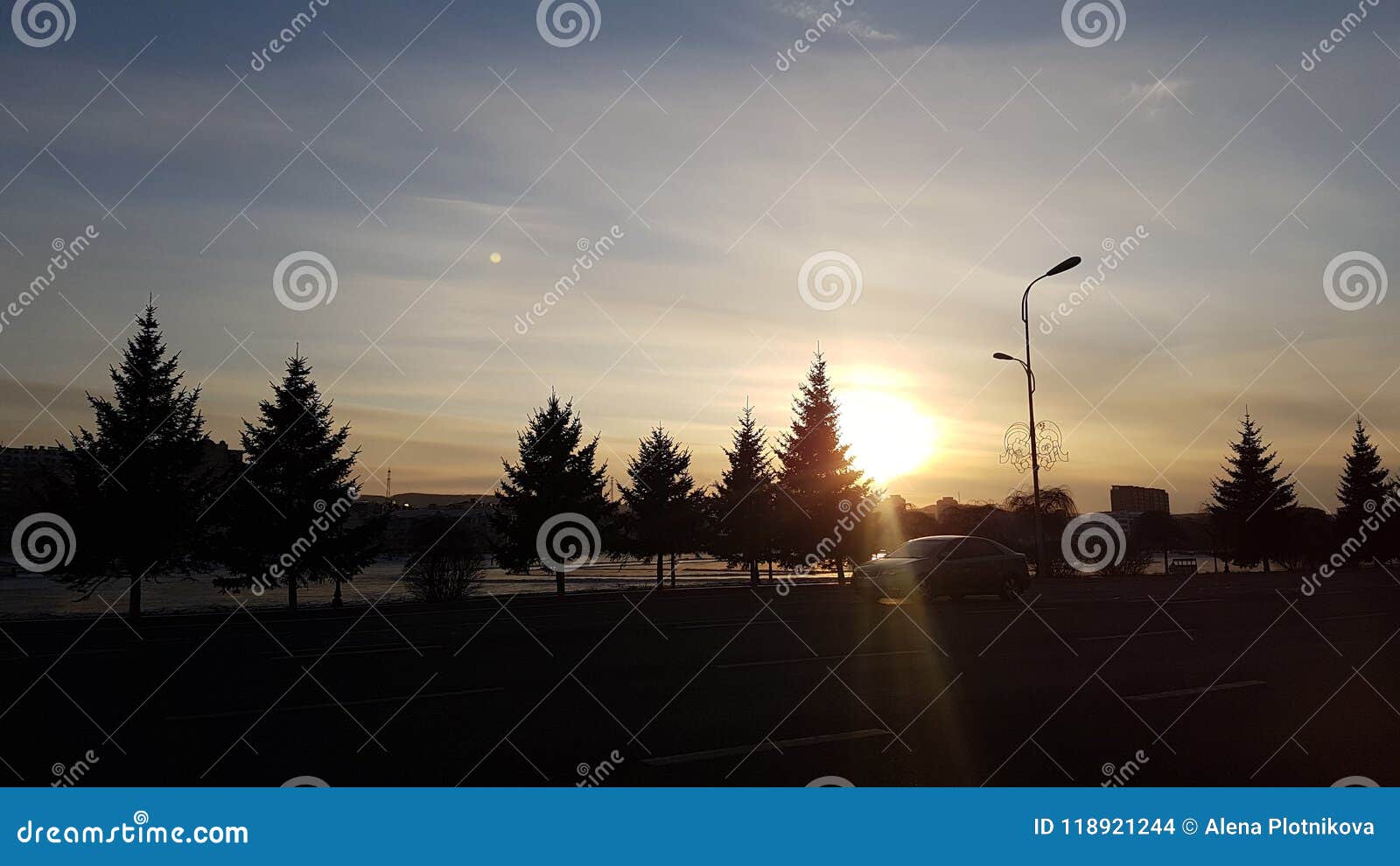 coniferous trees on the square in suifenhe in winter.