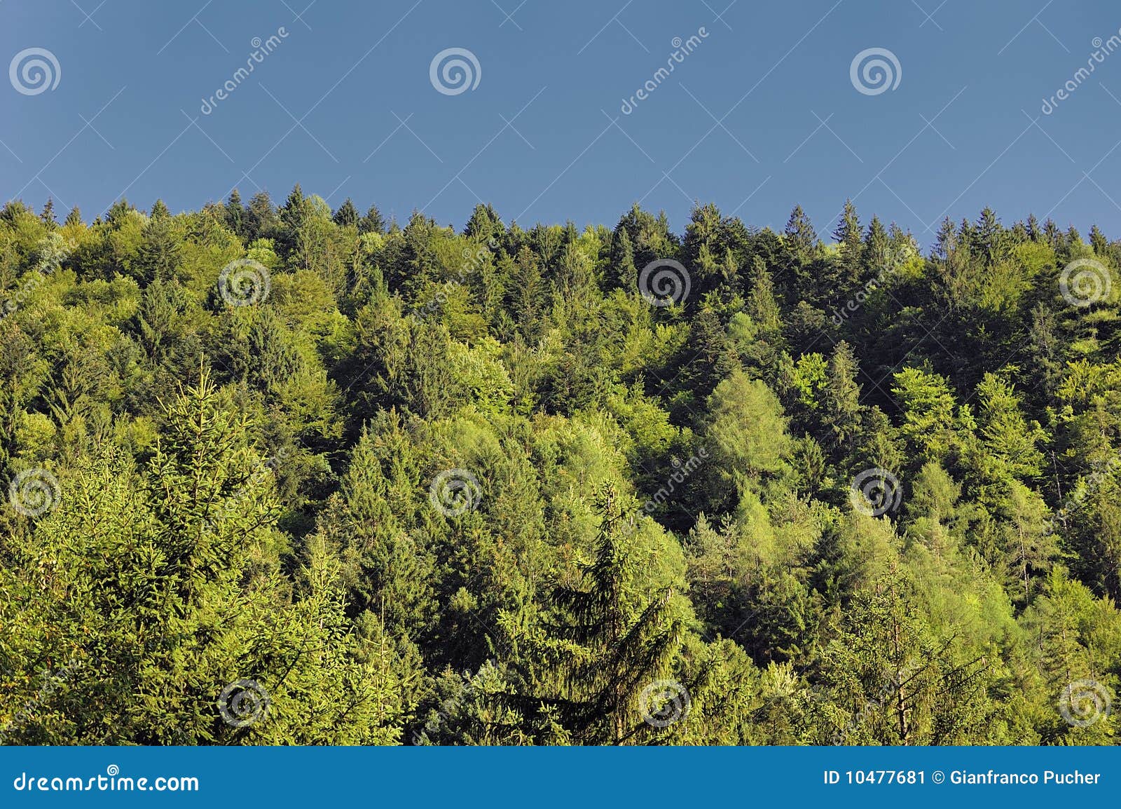 conifers