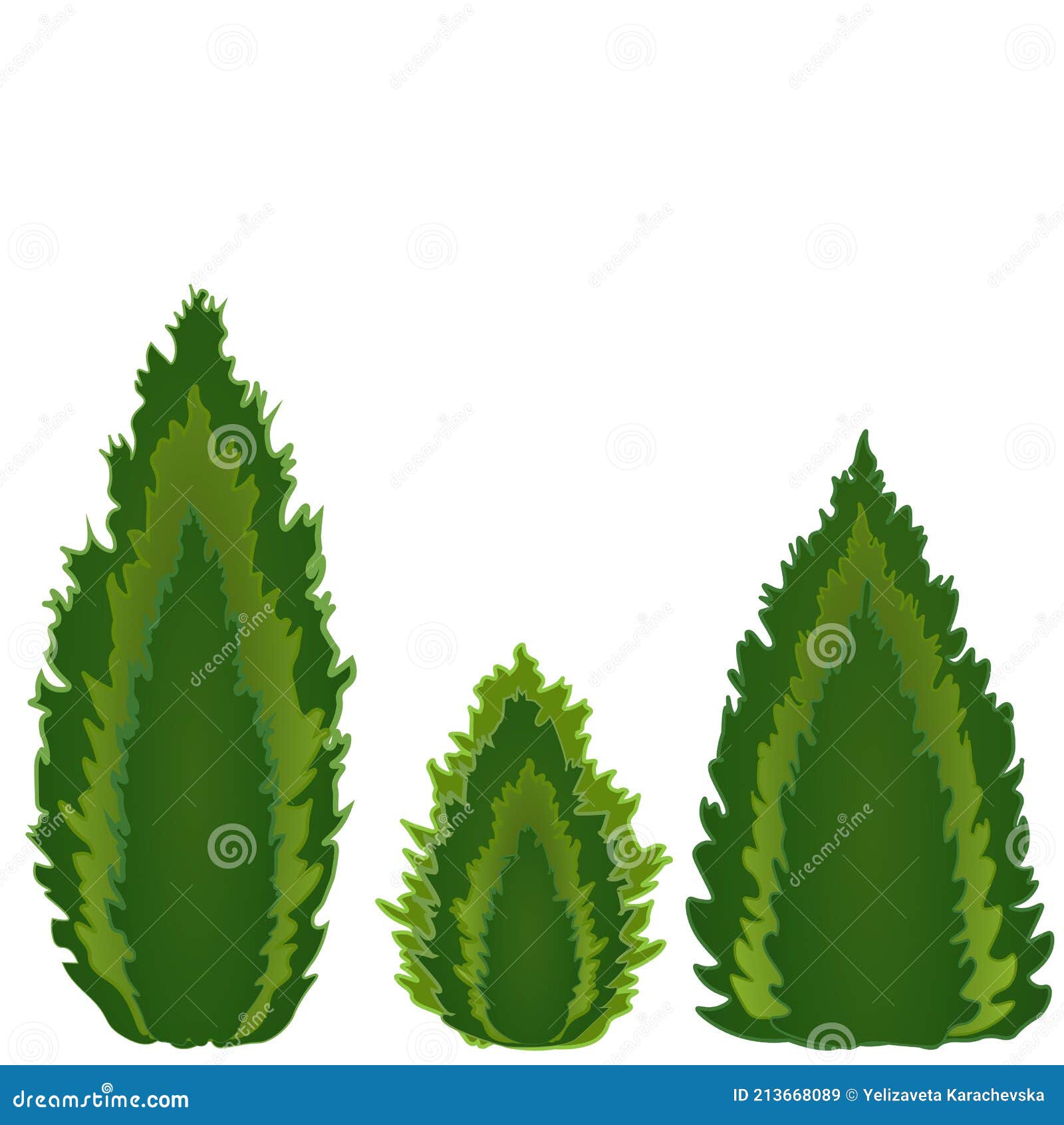 conifers of different s, three kinds of conifers - tui, cypress, juniper. piramidal, candle and drop 