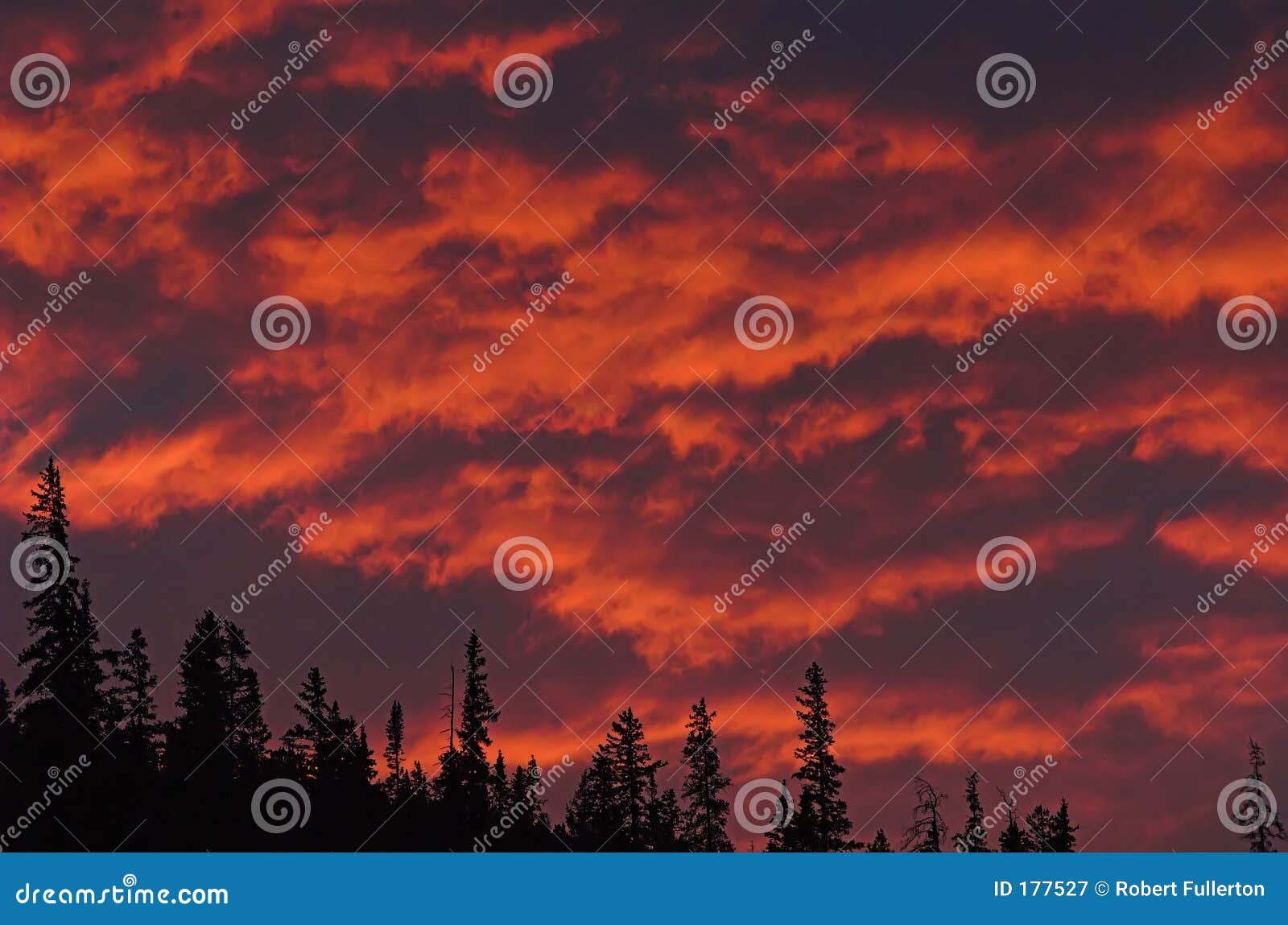 conifers and fire sky