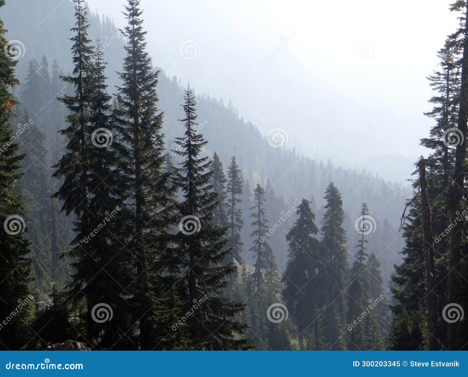 conifers on a ridge