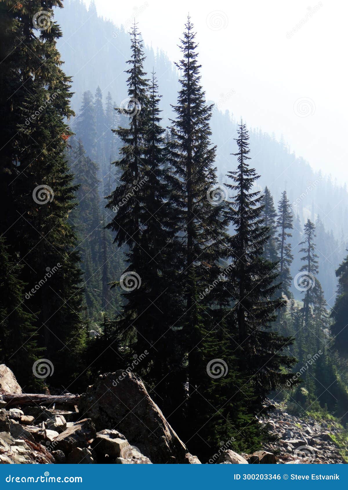 conifers on a ridge