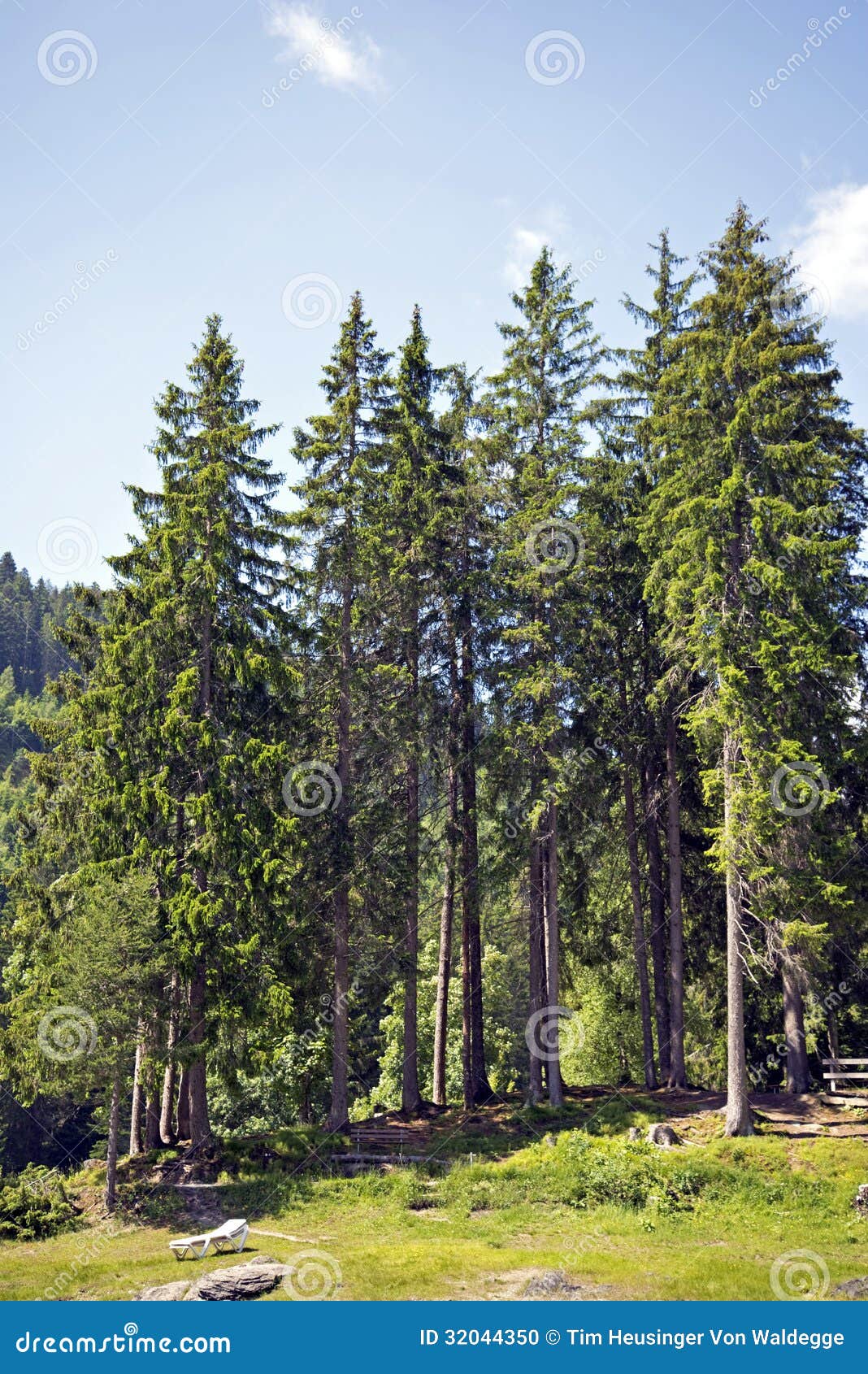 conifers