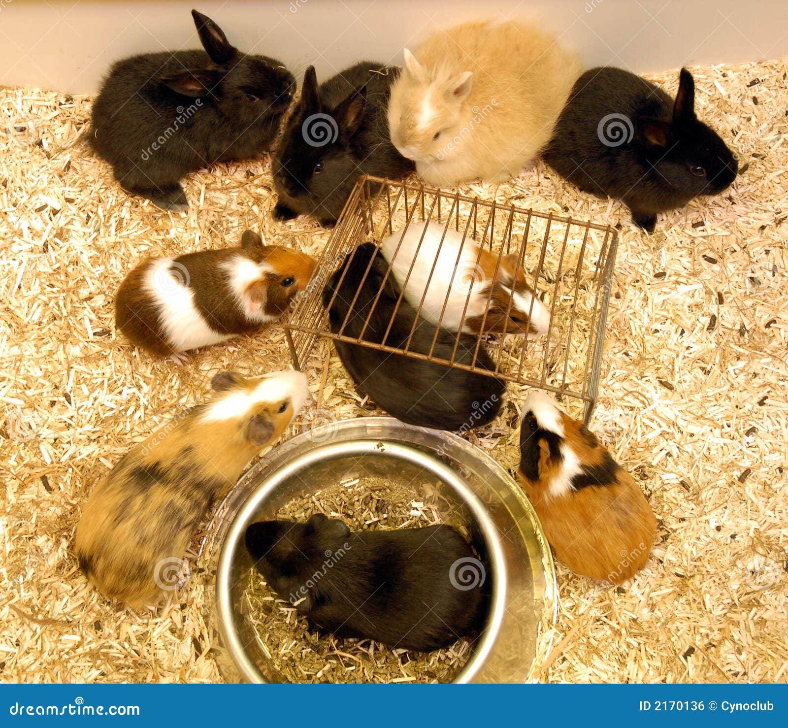 Fieno Anibest 100% Naturale Per Conigli E Roditori - Profumo Fresco Di Prato, 1kg - Foto 6