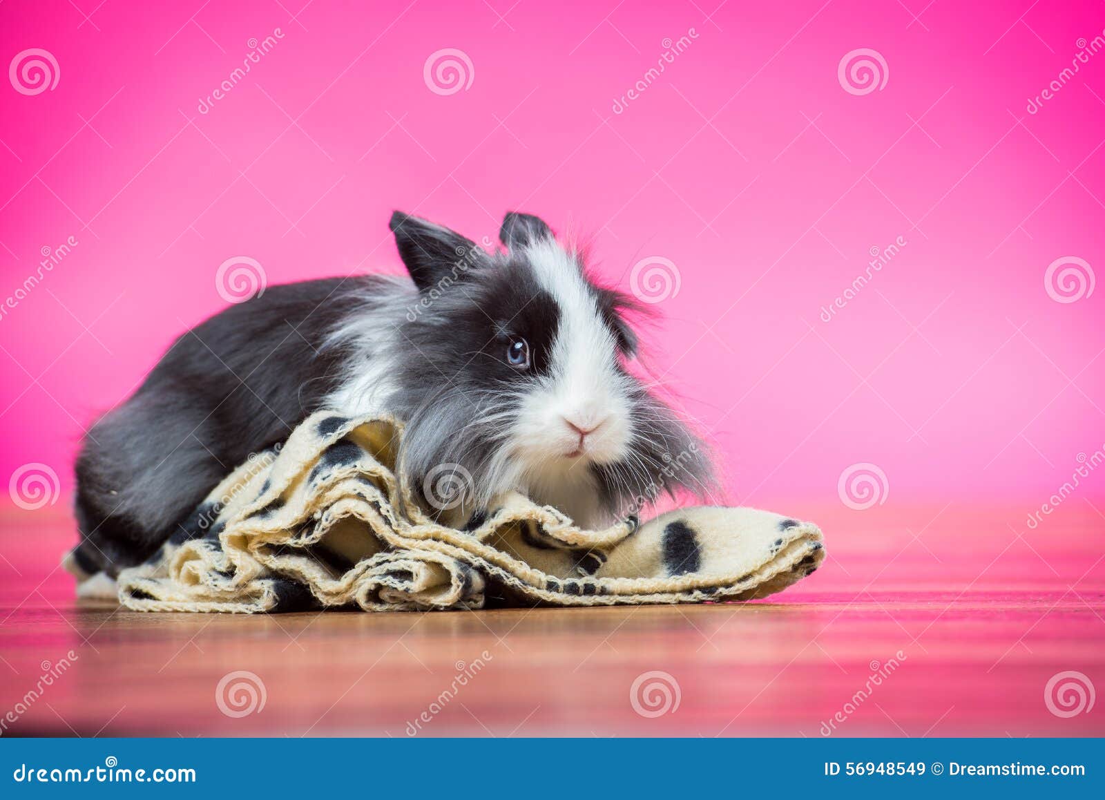 Coniglietto rosa in studio. Coniglio di coniglietto in bianco e nero sveglio che si siede su una coperta