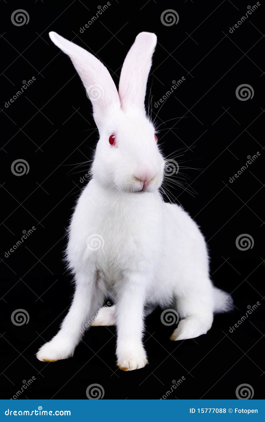 Coniglio Bianco Con Le Orecchie Lunghe Fotografia Stock - Immagine di  bello, coniglio: 15777088